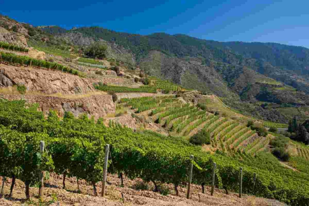 Scopri i vini eroici: partecipa al 33mo Mondial des Vins Extrêmes