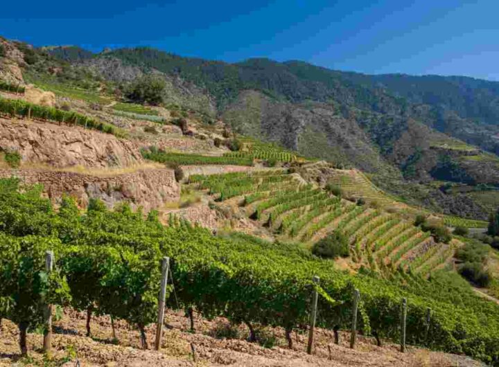 Scopri i vini eroici: partecipa al 33mo Mondial des Vins Extrêmes