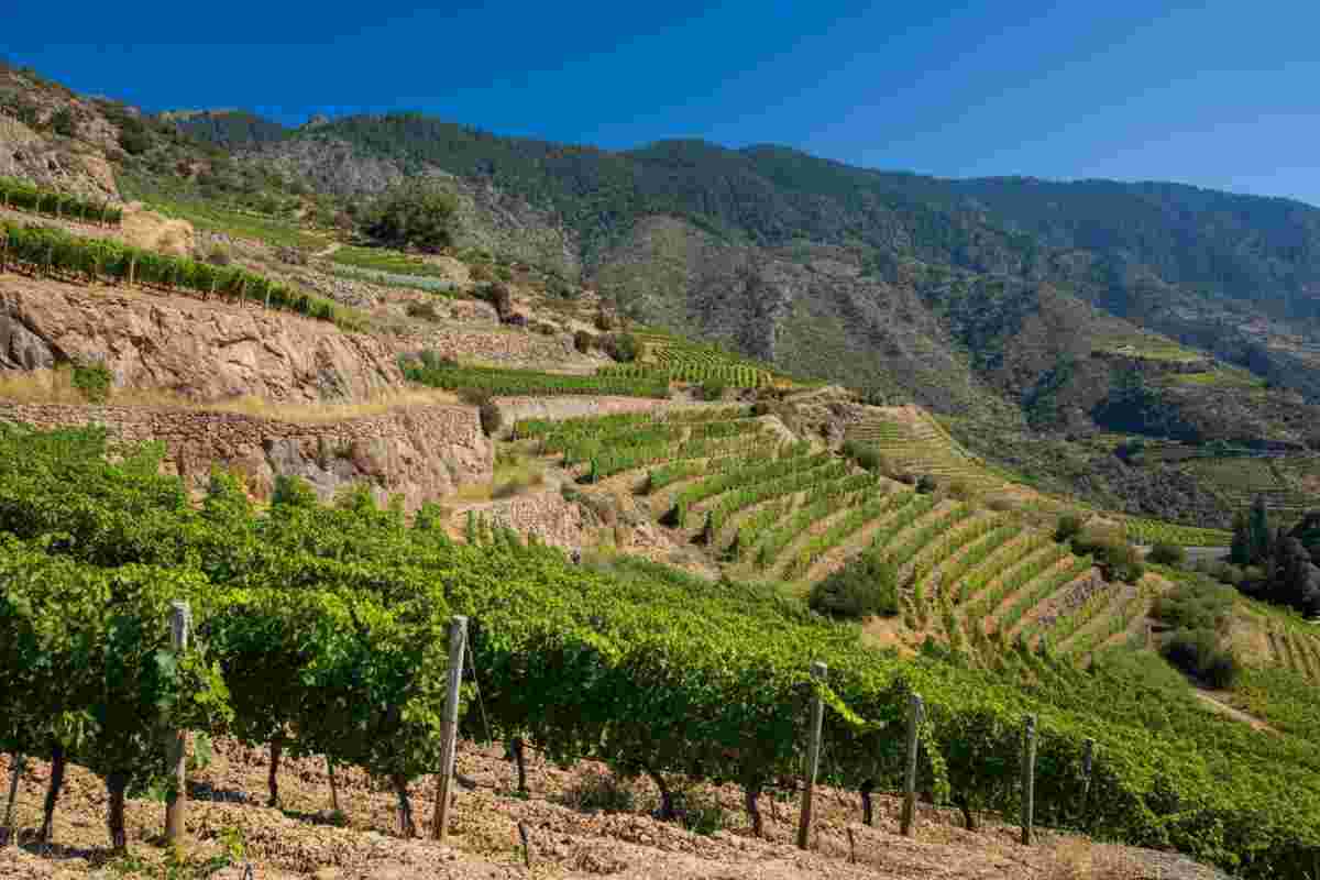 Scopri i vini eroici: partecipa al 33mo Mondial des Vins Extrêmes