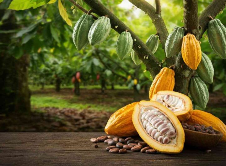 Scopri il mondo del cacao: una mostra imperdibile all'Accademia dei Georgofili