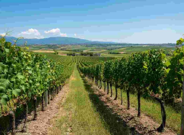 Scoprire il futuro della viticoltura: sostenibilità e sicurezza a Enovitis in Campo