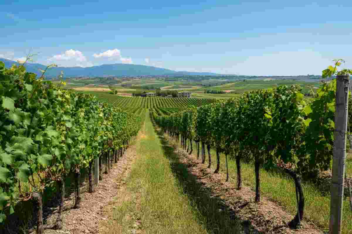 Scoprire il futuro della viticoltura: sostenibilità e sicurezza a Enovitis in Campo