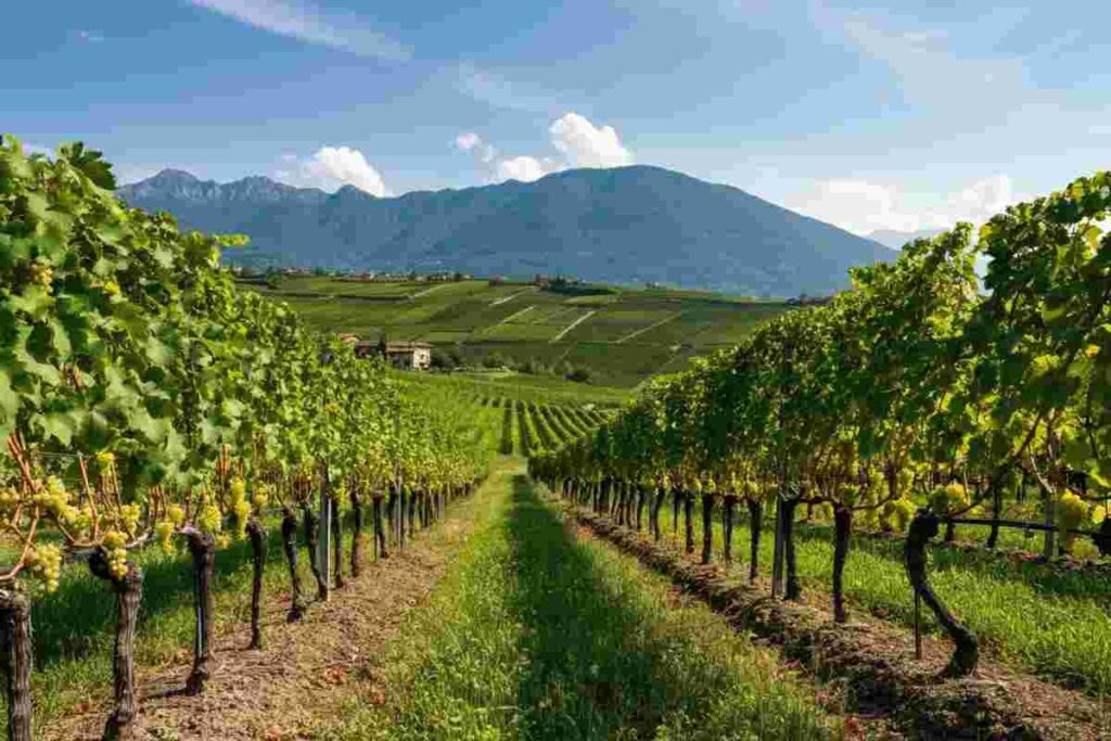 Sperimentazione innovativa sui vini Piwi: il Consorzio Asti fa scuola in Piemonte
