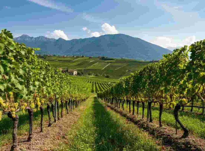 Sperimentazione innovativa sui vini Piwi: il Consorzio Asti fa scuola in Piemonte