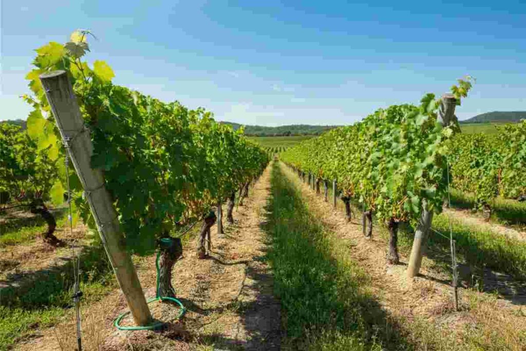 Strategie per affrontare lo stress termico della vite dopo una primavera fresca e piovosa