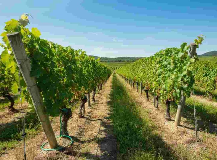 Strategie per affrontare lo stress termico della vite dopo una primavera fresca e piovosa