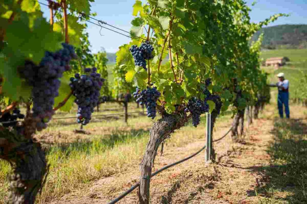 Syngenta svela PERGADO® a Enovitis 2025: innovazione nel mondo vitivinicolo