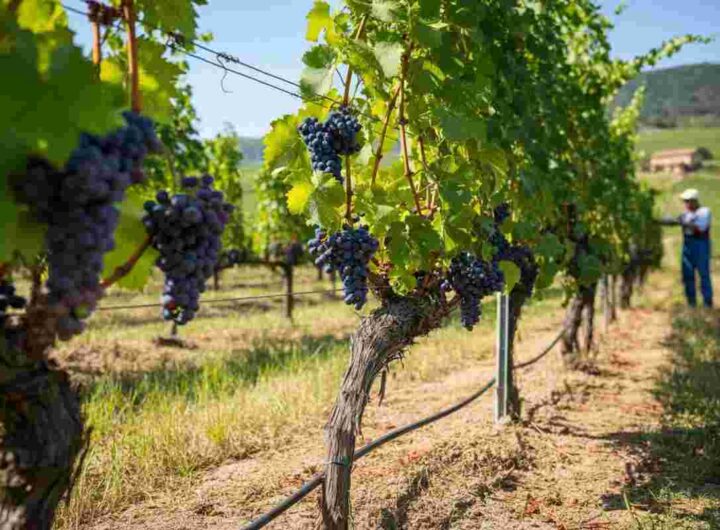 Syngenta svela PERGADO® a Enovitis 2025: innovazione nel mondo vitivinicolo