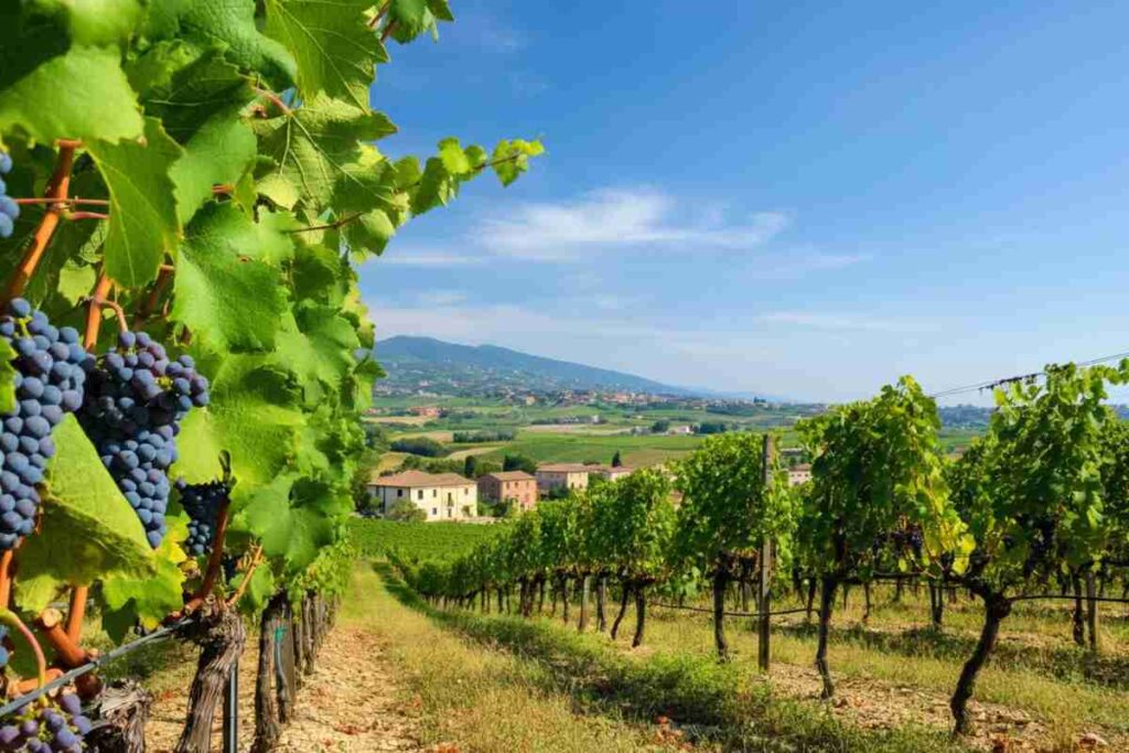Taurasi 2021 di Donnachiara: un vino italiano tra i top 50 al mondo