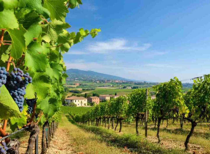 Taurasi 2021 di Donnachiara: un vino italiano tra i top 50 al mondo