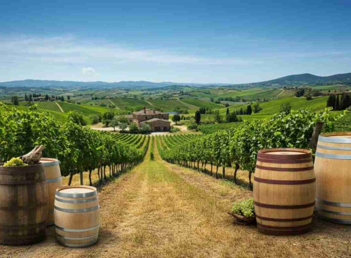 UIV chiede il fermo delle autorizzazioni per nuovi vigneti nel 2025: cosa significa per il futuro del vino?