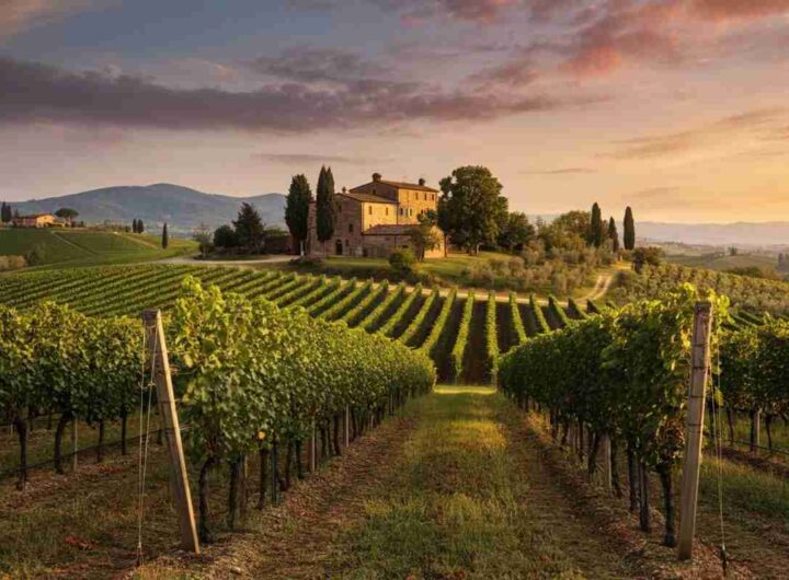 Un anno di stop alle nuove autorizzazioni per vigneti: la proposta audace di Unione Italiana Vini