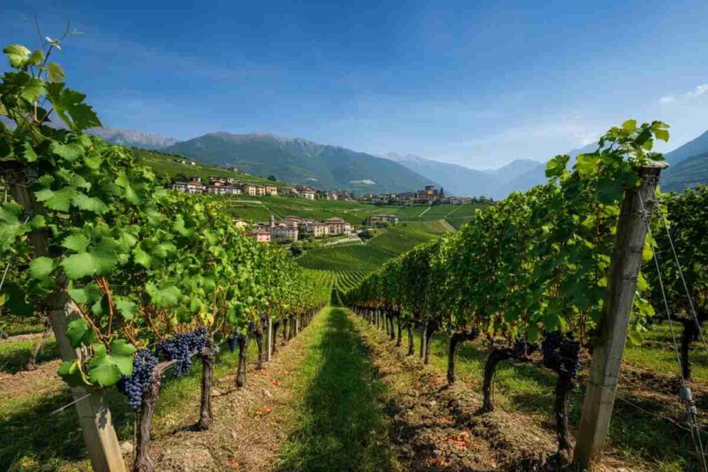 Valtellina: un viaggio immersivo nel mondo del vino per tutti
