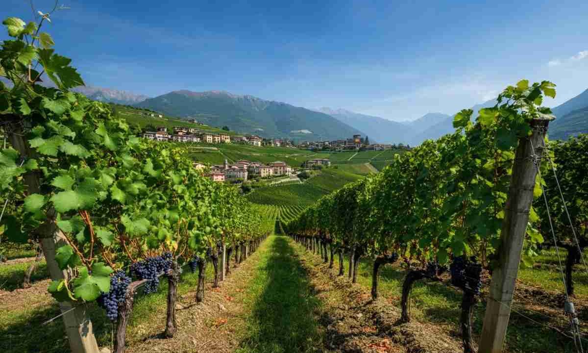Valtellina: un viaggio immersivo nel mondo del vino per tutti
