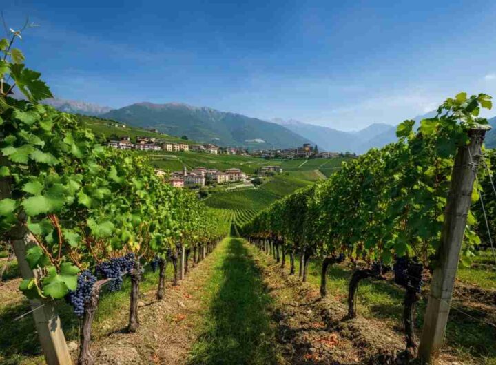 Valtellina: un viaggio immersivo nel mondo del vino per tutti