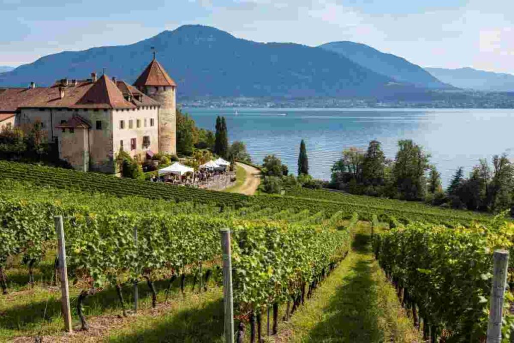 Valtènesi in Rosa 2025: il trionfo del rosé gardesano conquista tutti