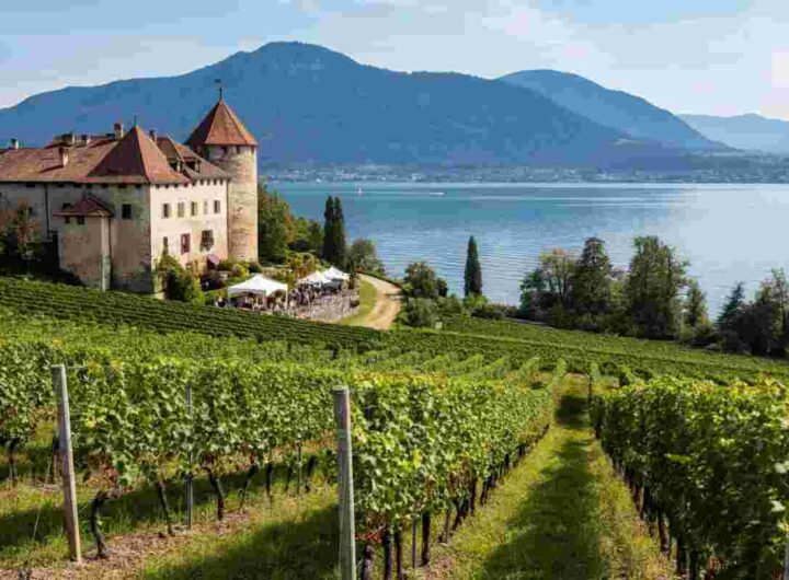 Valtènesi in Rosa 2025: il trionfo del rosé gardesano conquista tutti