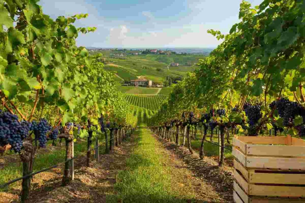 Verso la vendemmia: le denominazioni del Piemonte esplorano la distillazione straordinaria