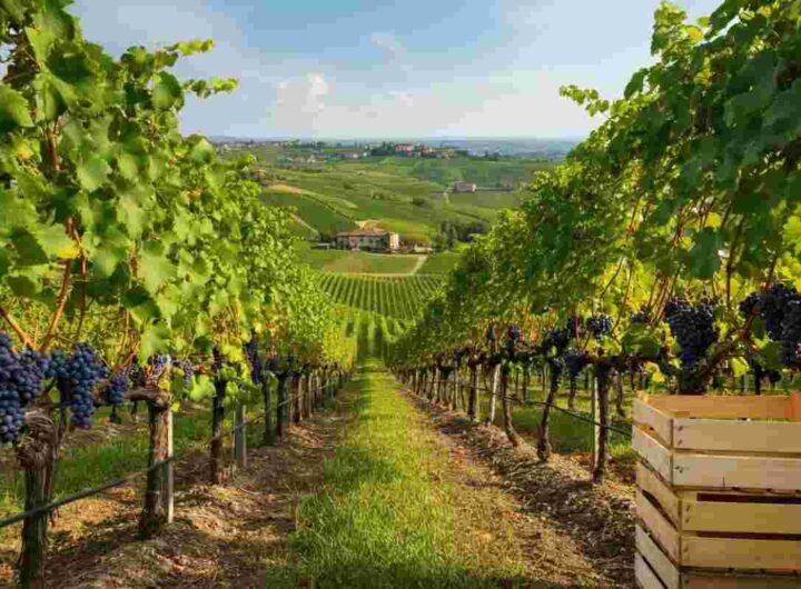 Verso la vendemmia: le denominazioni del Piemonte esplorano la distillazione straordinaria