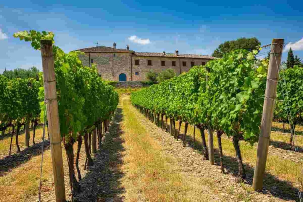 White Bridge Investments II: un nuovo capitolo per Cirelli La Collina Biologica