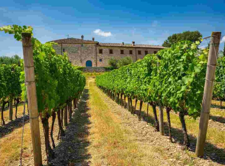 White Bridge Investments II: un nuovo capitolo per Cirelli La Collina Biologica