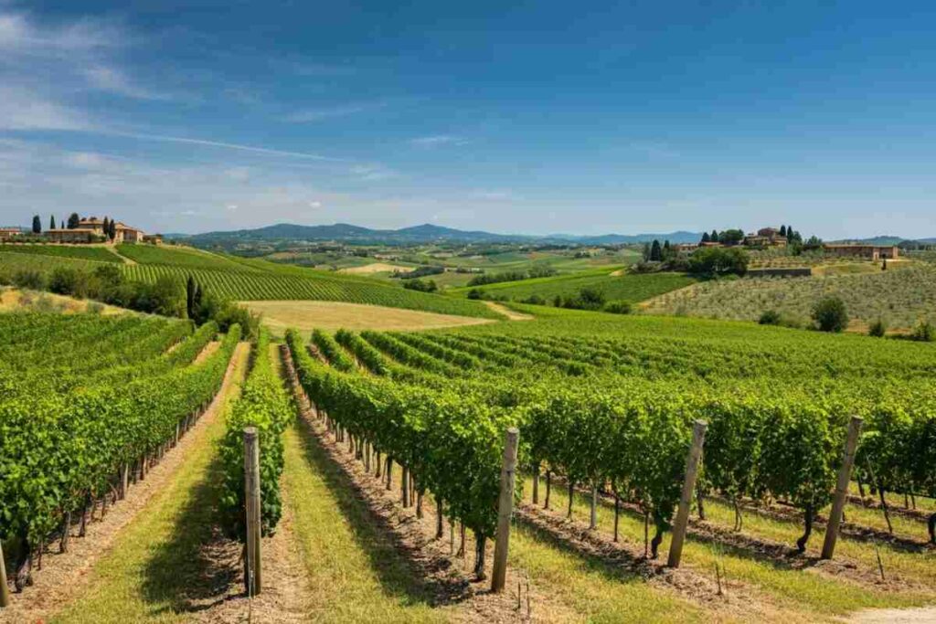 Aminta della Famiglia Cecchi: il nuovo talento di Montalcino che conquista il vino italiano