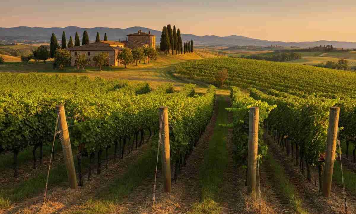 Andrea Rossi assume la presidenza dell'Associazione Vini Toscani Dop e Igp: una nuova era per il vino toscano