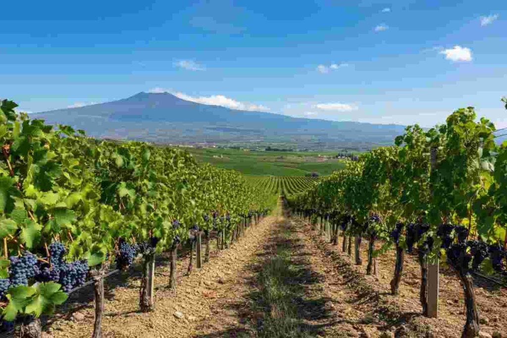 Assovini Sicilia: la vendemmia che segnerà un'epoca