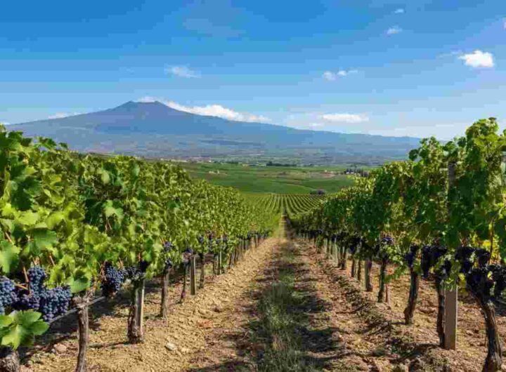 Assovini Sicilia: la vendemmia che segnerà un'epoca