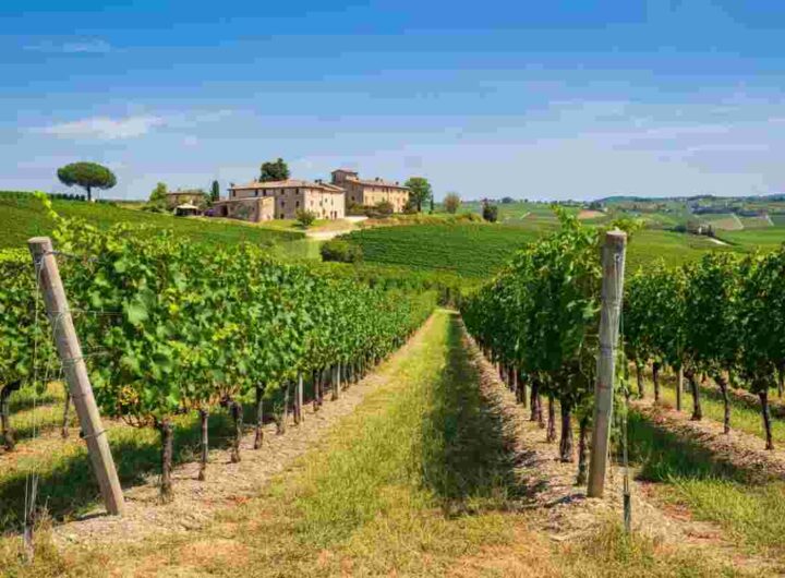 Azienda Agricola Reassi: un viaggio tra le tradizioni dei Colli Euganei