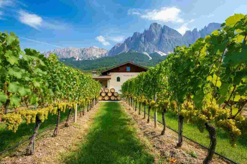 Bellaveder in cima: i vini trentini dominano con il Müller Thurgau e collezionano medaglie