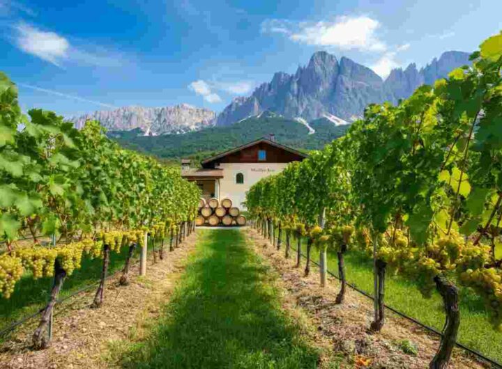 Bellaveder in cima: i vini trentini dominano con il Müller Thurgau e collezionano medaglie
