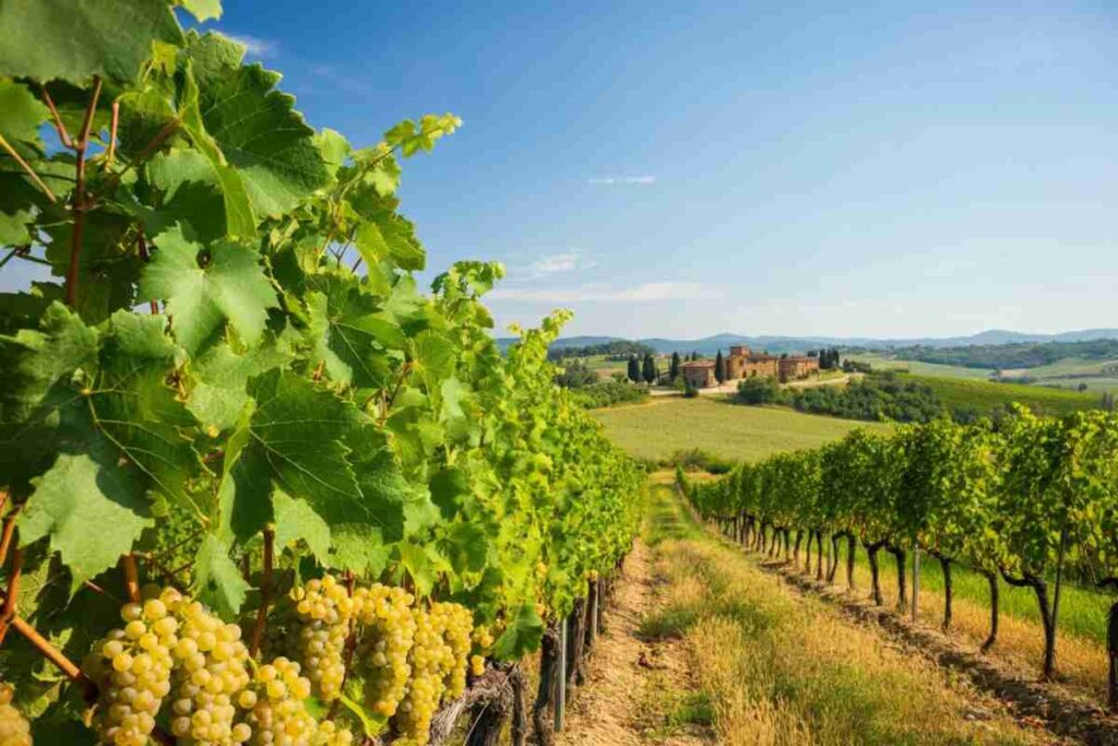 Caccia al grande bianco: il mistero della Toscana interna