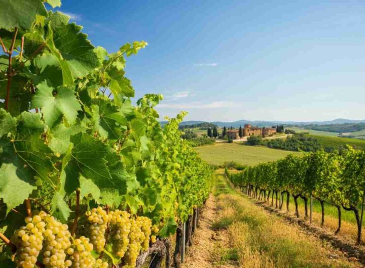 Caccia al grande bianco: il mistero della Toscana interna