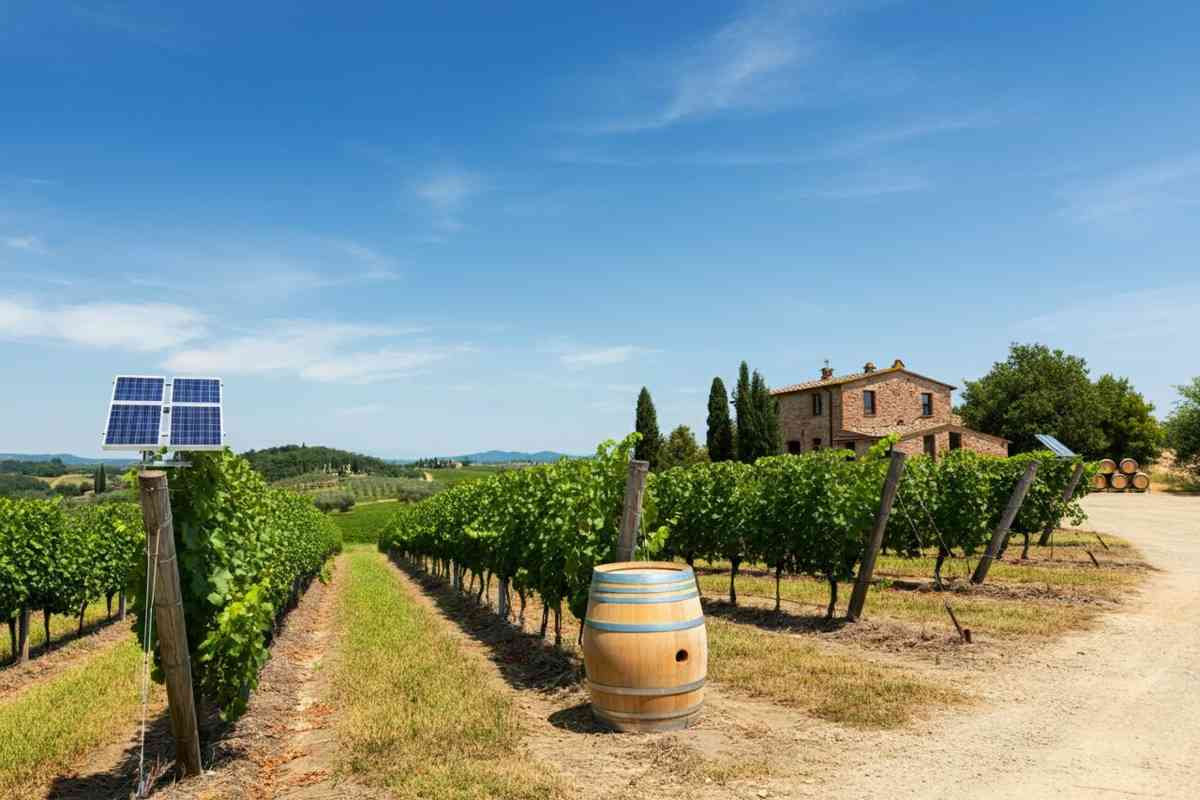 Campo alla Sughera conquista la critica: Jancis Robinson ne parla con entusiasmo