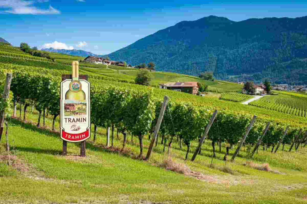 Cantina Tramin: la cooperativa vinicola premiata come la migliore al mondo
