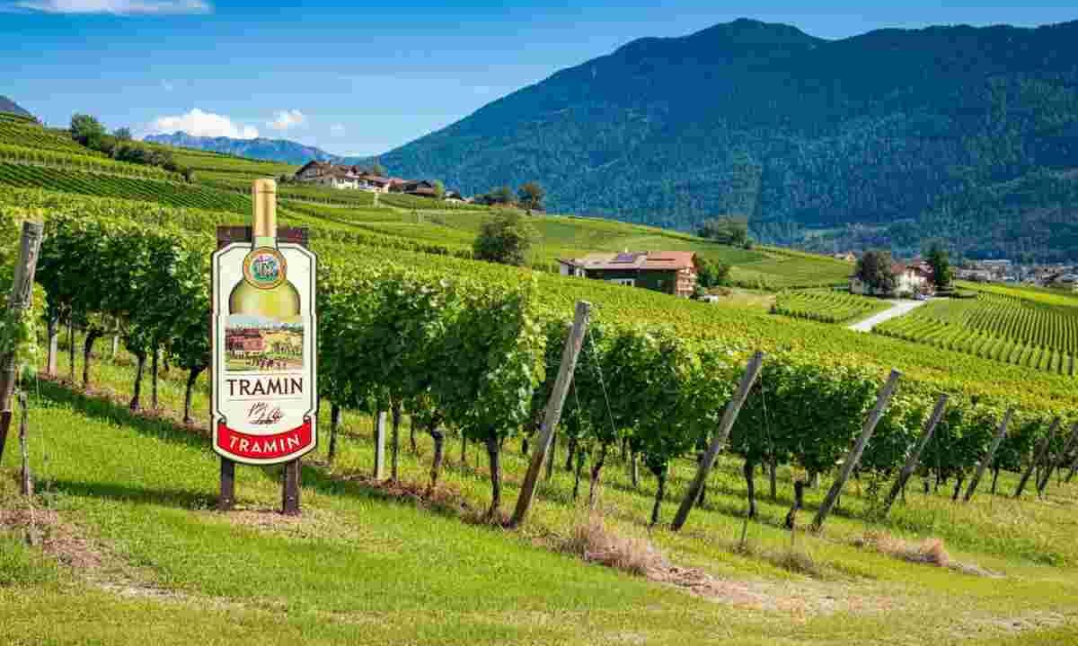 Cantina Tramin: la cooperativa vinicola premiata come la migliore al mondo
