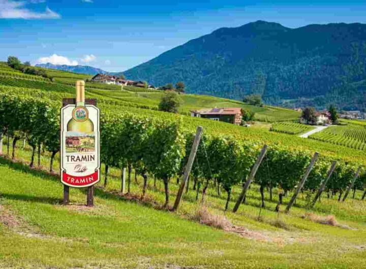 Cantina Tramin: la cooperativa vinicola premiata come la migliore al mondo