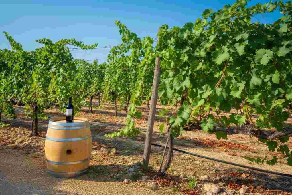 Cantine Paololeo espande il suo impero: acquisita l'azienda vitivinicola Candido a San Donaci