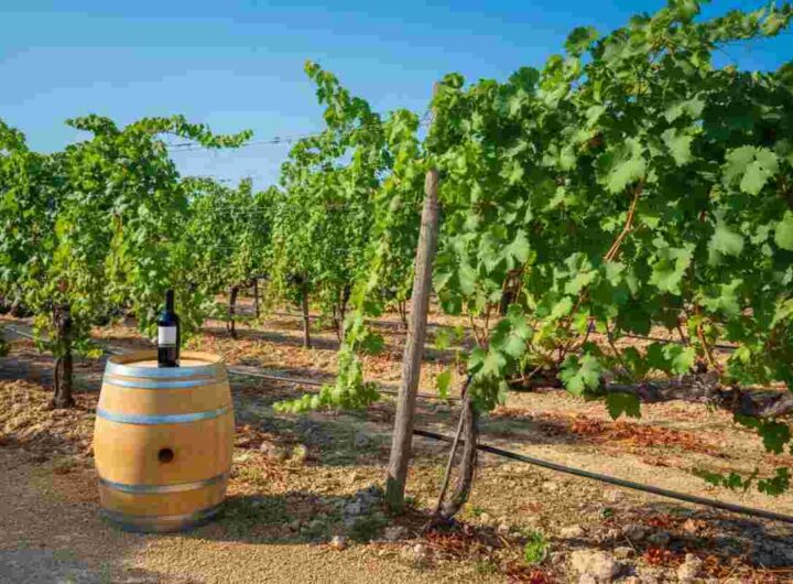 Cantine Paololeo espande il suo impero: acquisita l'azienda vitivinicola Candido a San Donaci