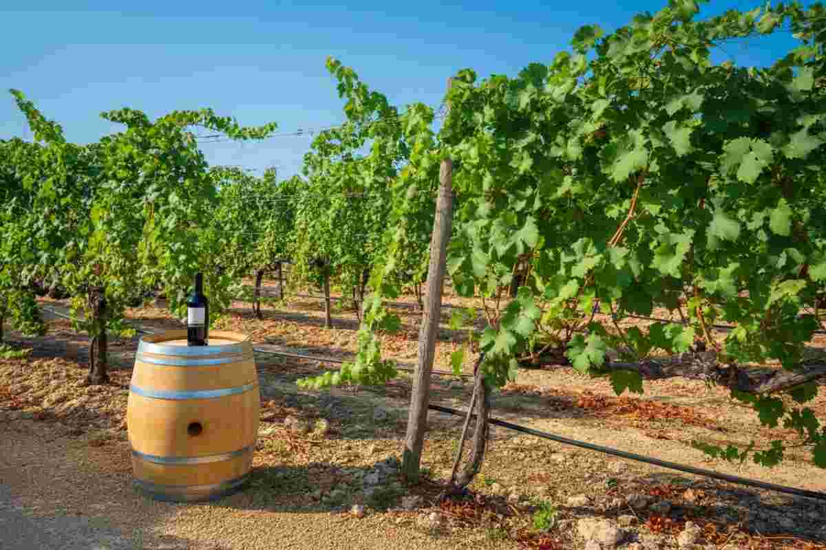 Cantine Paololeo espande il suo impero: acquisita l'azienda vitivinicola Candido a San Donaci
