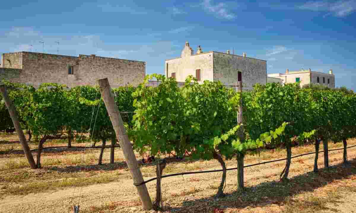 Cantine Paololeo espande il suo impero con l'acquisizione di Candido
