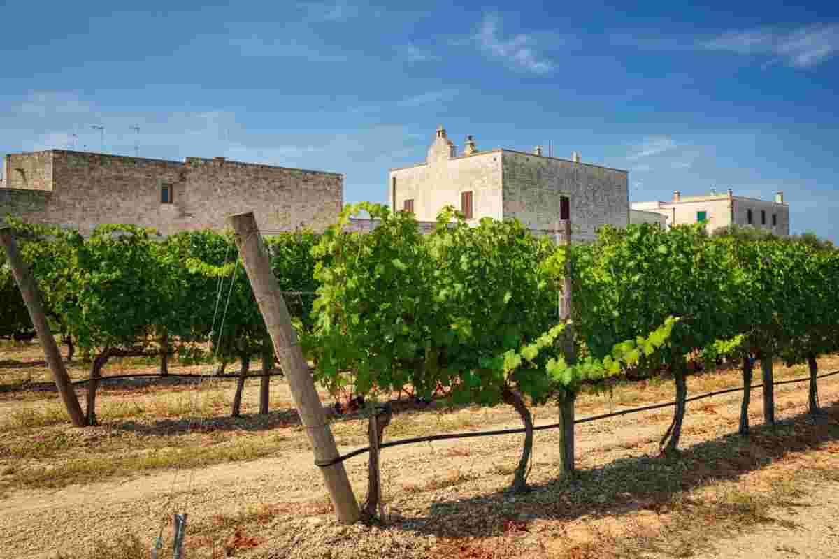 Cantine Paololeo espande il suo impero con l'acquisizione di Candido