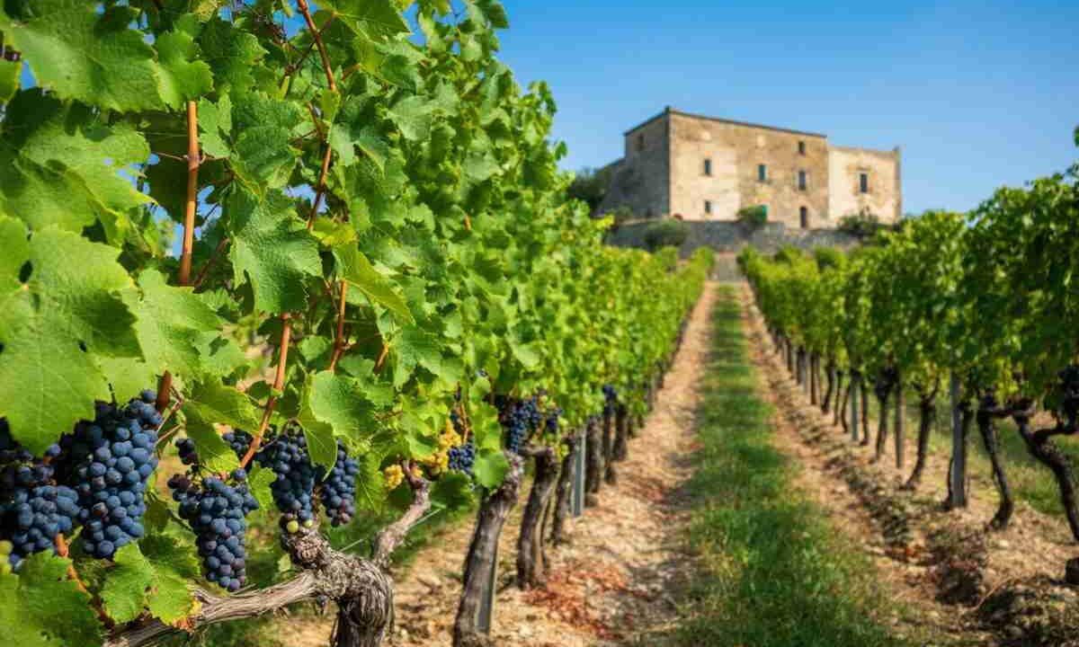 Cirò Classico DOP: il vino calabrese conquista l'Europa con la sua registrazione ufficiale