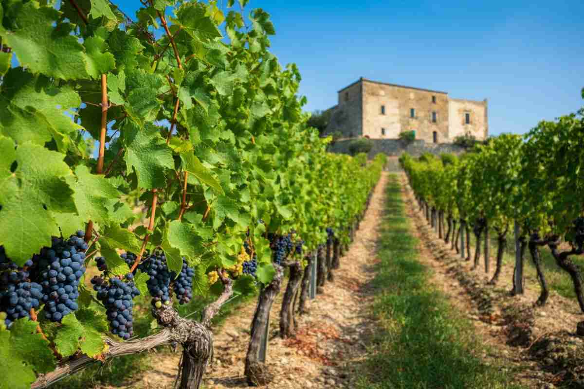 Cirò Classico DOP: il vino calabrese conquista l'Europa con la sua registrazione ufficiale