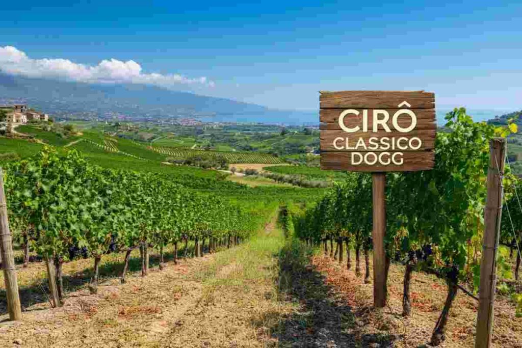 Cirò Rosso Riserva: il passo decisivo verso la denominazione Docg