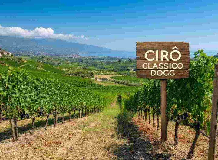 Cirò Rosso Riserva: il passo decisivo verso la denominazione Docg
