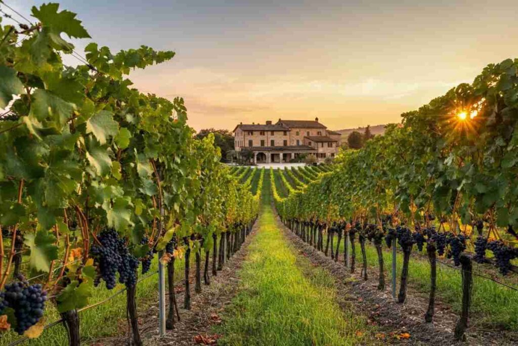 Dazi al 15%: il grido d'allerta di Frescobaldi su un danno da 317 milioni di euro