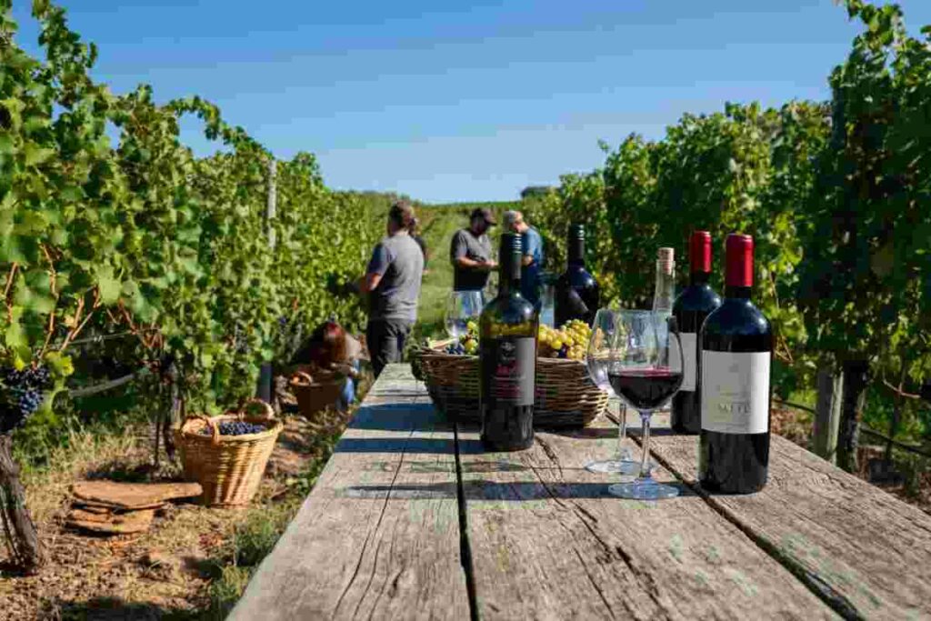 Diventa vignaiolo per un anno con Andrea Moser: il tuo sogno di fare vino si avvera