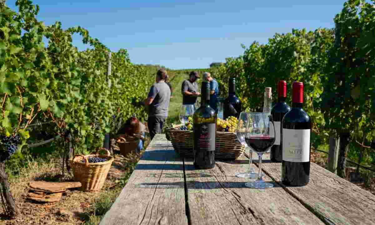 Diventa vignaiolo per un anno con Andrea Moser: il tuo sogno di fare vino si avvera